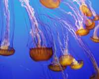 Jellies