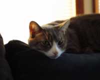 Lazy Cat
