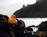 Squeaky at the Beach