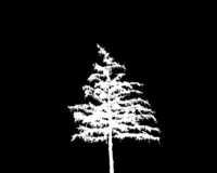 Tree Silhouette