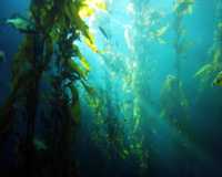 Under the Sea